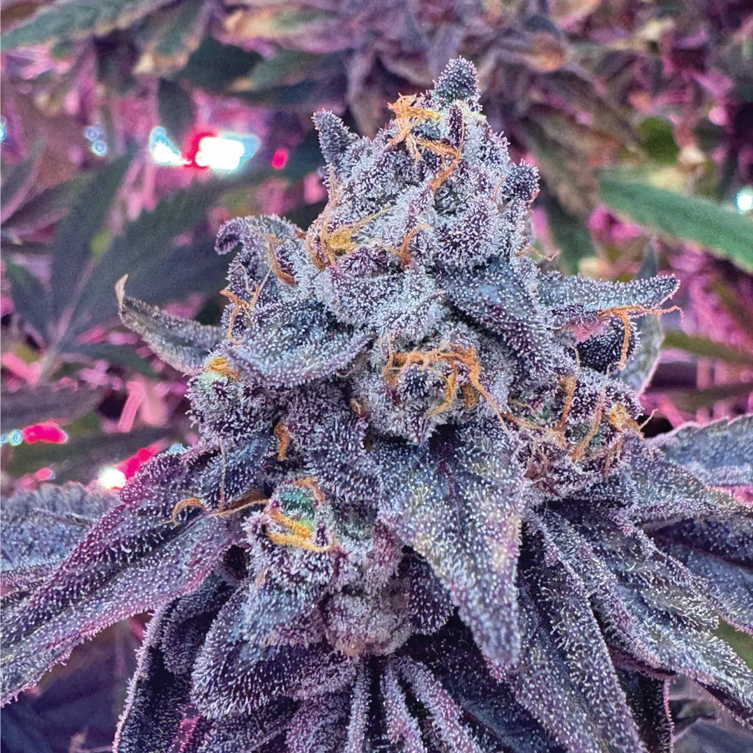 Seven-Blade-gallery-3