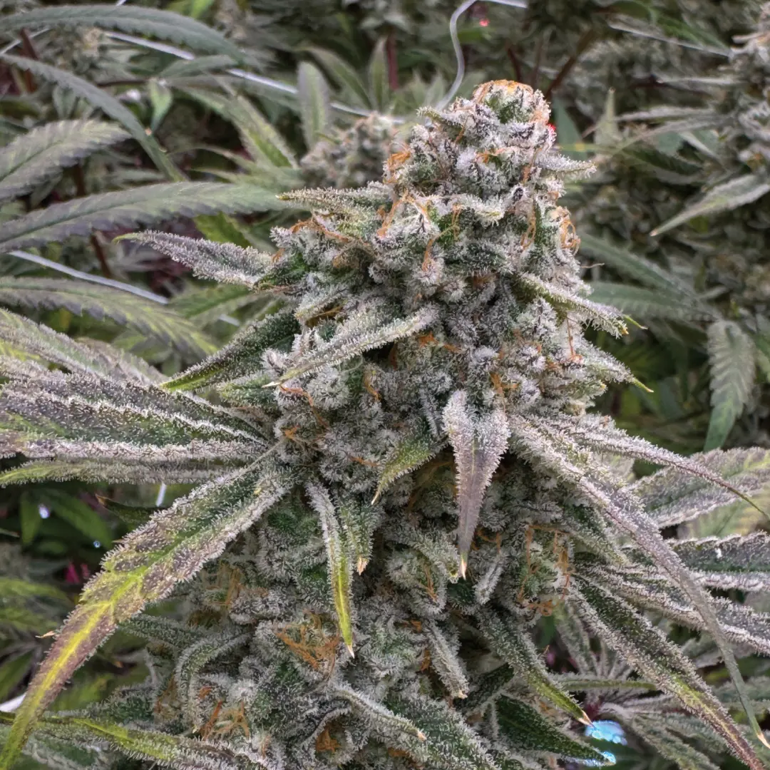 Seven-Blade-gallery-7